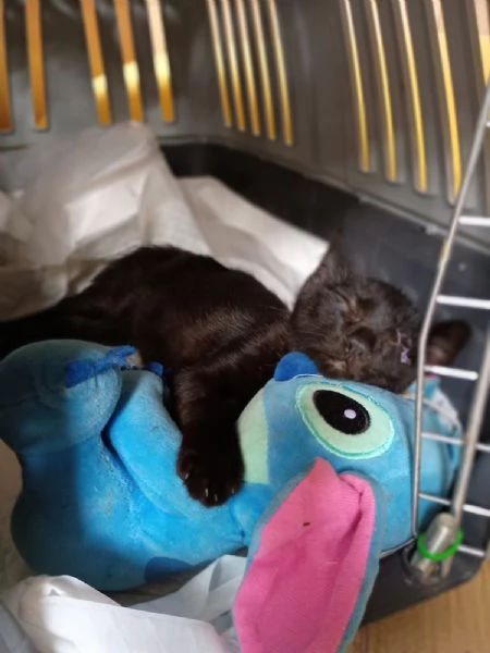 JACK SPARROW - gattino di 2 mesi  | Foto 5