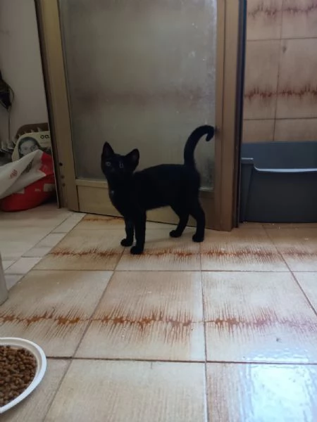 JACK SPARROW - gattino di 2 mesi  | Foto 4