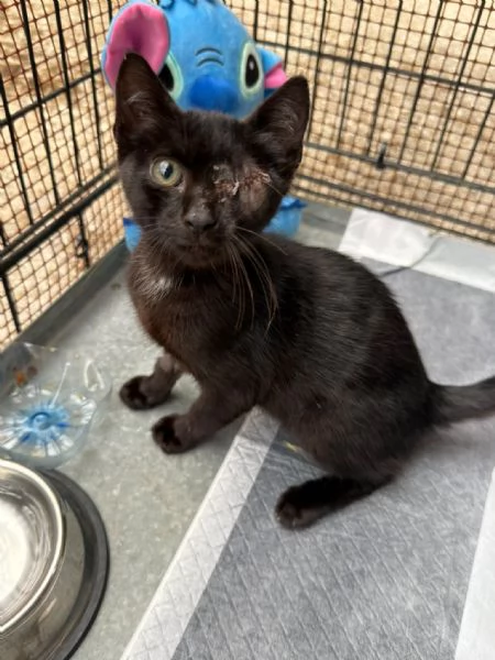 JACK SPARROW - gattino di 2 mesi  | Foto 3