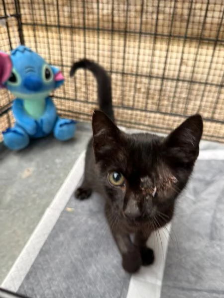 JACK SPARROW - gattino di 2 mesi  | Foto 2