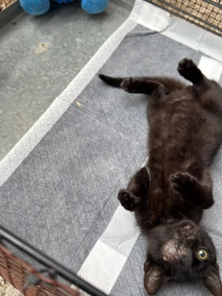 JACK SPARROW - gattino di 2 mesi  | Foto 1