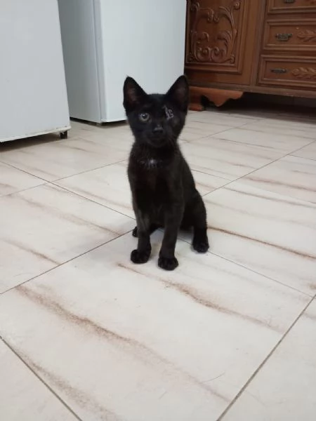 JACK SPARROW - gattino di 2 mesi  | Foto 0