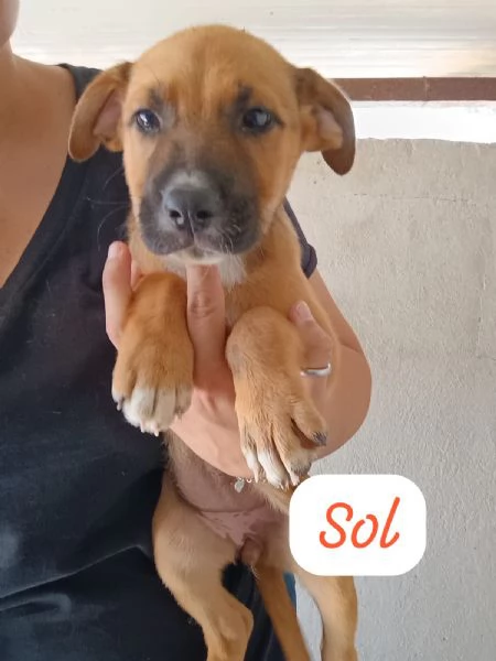 CUCCIOLI DI 2 MESI TAGLIA MEDIA | Foto 4