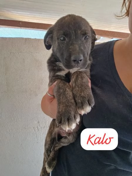 CUCCIOLI DI 2 MESI TAGLIA MEDIA | Foto 3