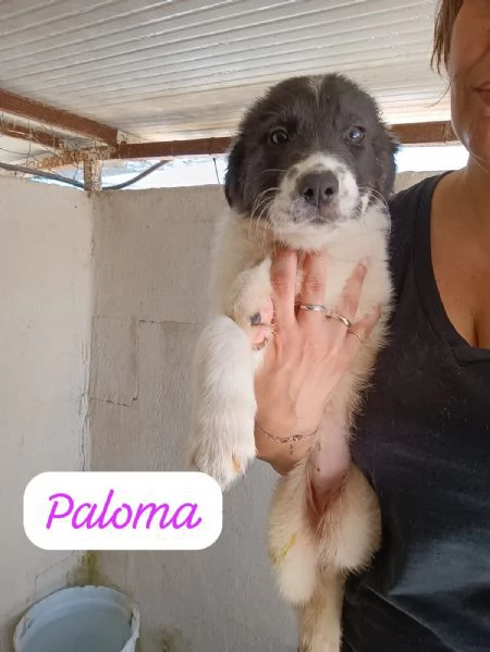 CUCCIOLI DI 2 MESI TAGLIA MEDIA | Foto 2