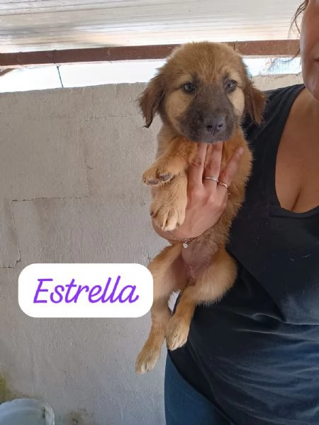 CUCCIOLI DI 2 MESI TAGLIA MEDIA | Foto 1