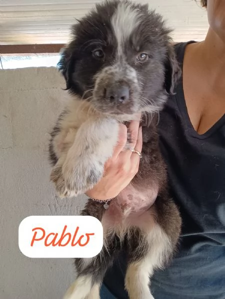 CUCCIOLI DI 2 MESI TAGLIA MEDIA