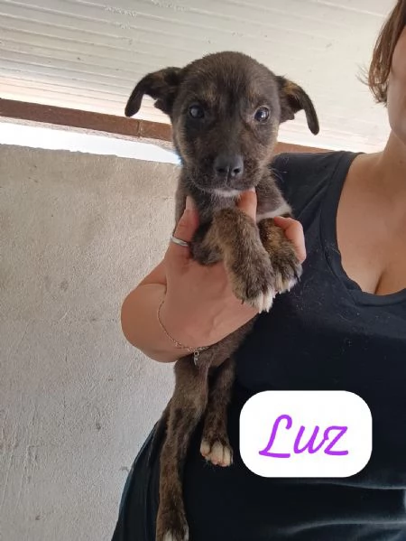 CUCCIOLI DI 2 MESI TAGLIA MEDIA | Foto 0
