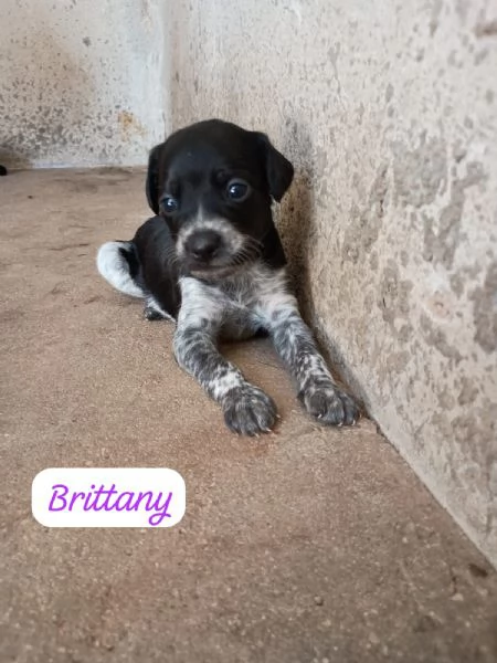 CUCCIOLI TAGLIA PICCOLA MIX BRETON