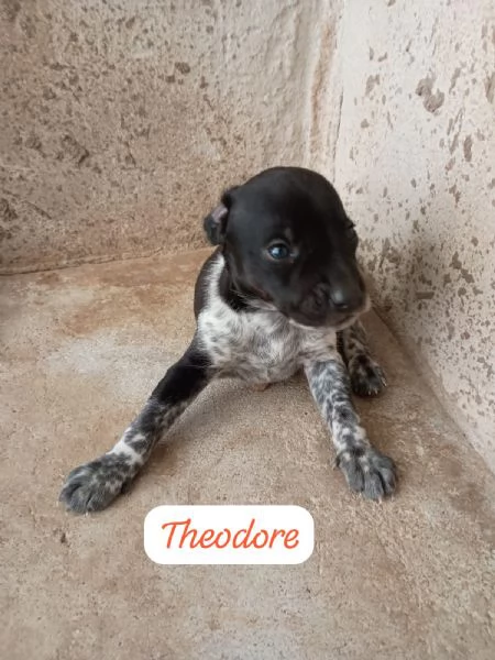 CUCCIOLI TAGLIA PICCOLA MIX BRETON | Foto 0