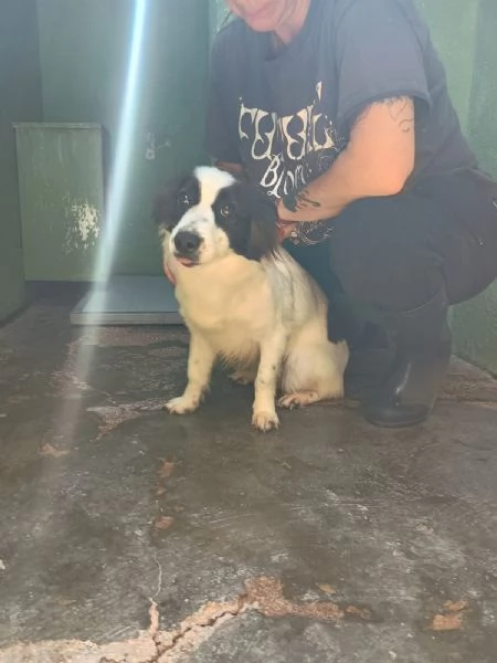 MAGDA - cagnolina di 3 anni per 8 kg