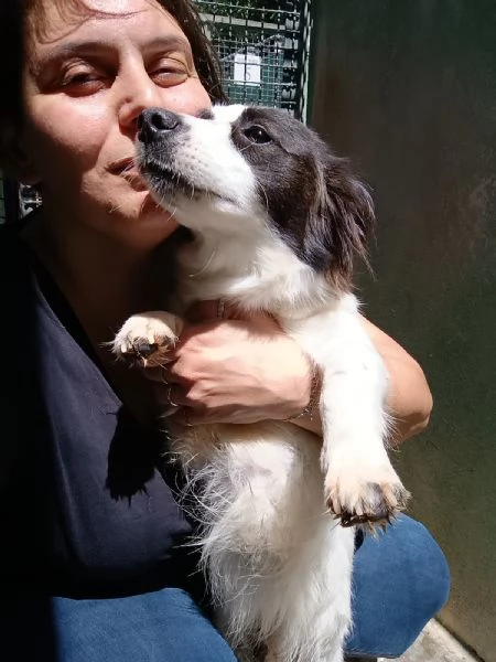 MAGDA - cagnolina di 3 anni per 8 kg | Foto 4