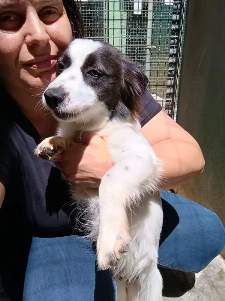 MAGDA - cagnolina di 3 anni per 8 kg | Foto 3