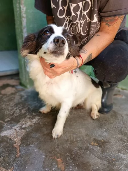 MAGDA - cagnolina di 3 anni per 8 kg | Foto 2