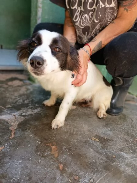 MAGDA - cagnolina di 3 anni per 8 kg | Foto 1
