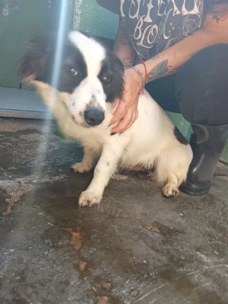 MAGDA - cagnolina di 3 anni per 8 kg | Foto 0