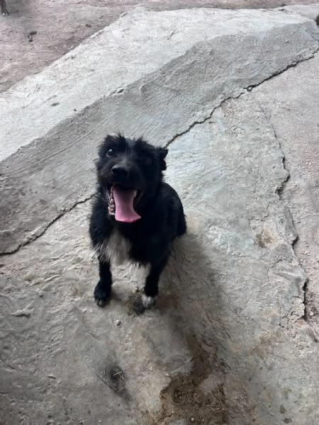 TAZ - cagnolino di 2 anni - taglia piccola | Foto 4