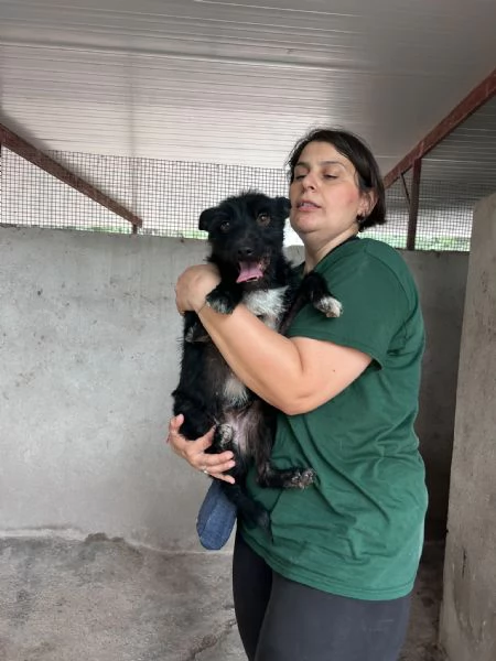 TAZ - cagnolino di 2 anni - taglia piccola | Foto 3