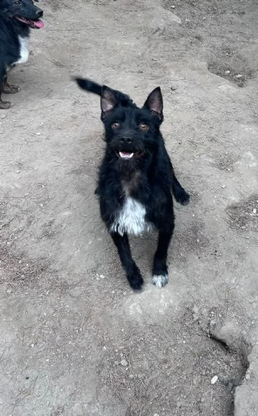TAZ - cagnolino di 2 anni - taglia piccola | Foto 2