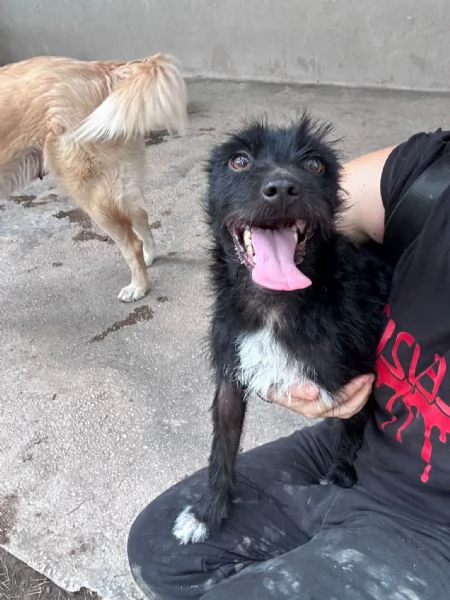 TAZ - cagnolino di 2 anni - taglia piccola | Foto 1
