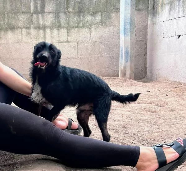 TAZ - cagnolino di 2 anni - taglia piccola | Foto 0