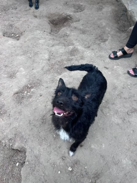 TAZ - cagnolino di 2 anni - taglia piccola
