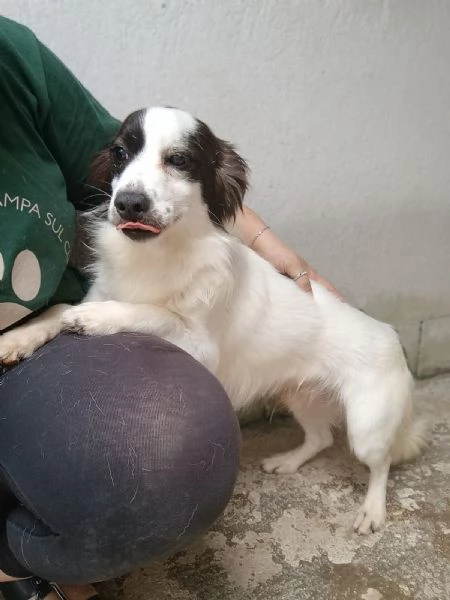 ROBIN - cagnolino di 3 anni - taglia piccola