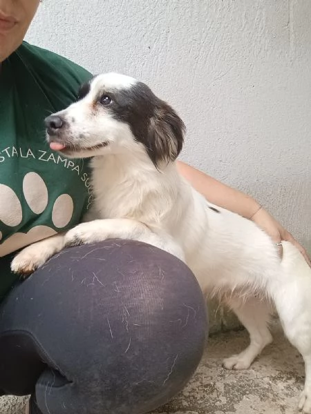ROBIN - cagnolino di 3 anni - taglia piccola | Foto 3
