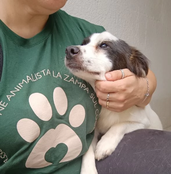 ROBIN - cagnolino di 3 anni - taglia piccola | Foto 2