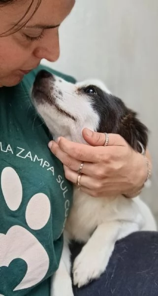 ROBIN - cagnolino di 3 anni - taglia piccola | Foto 1