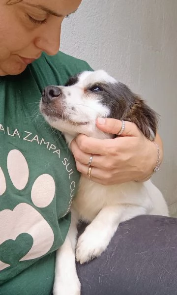 ROBIN - cagnolino di 3 anni - taglia piccola | Foto 0