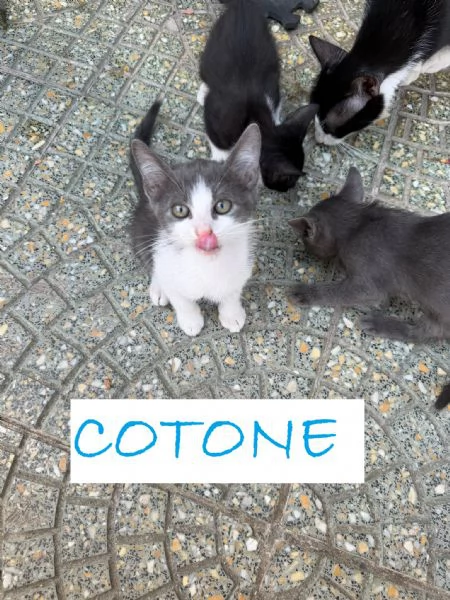GATTINI DI 2 MESI