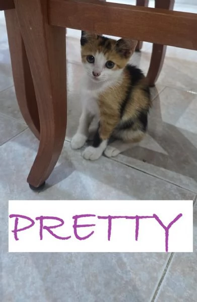 GATTINI DI 2 MESI | Foto 3