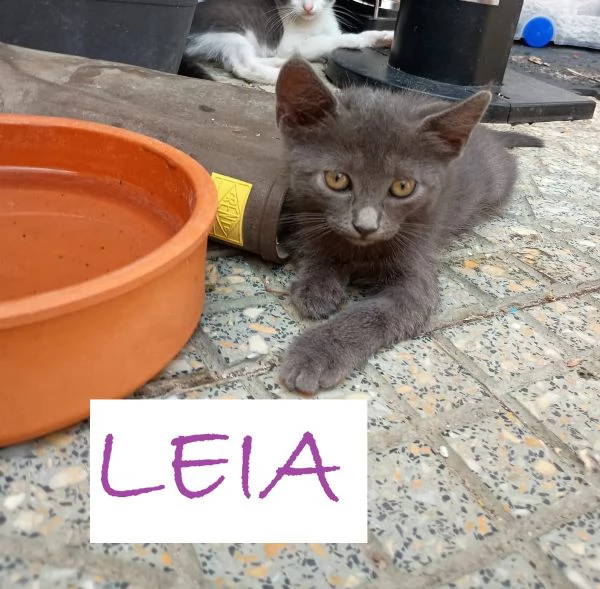 GATTINI DI 2 MESI | Foto 1
