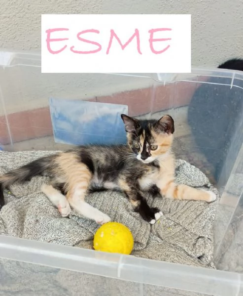 GATTINI DI 2 MESI | Foto 0