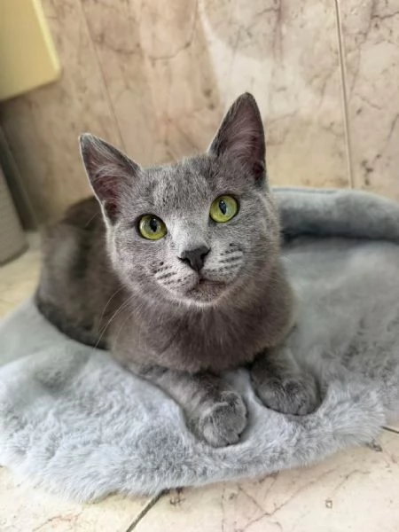 HOPE - gattina certosina di 6 mesi | Foto 2