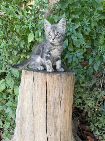 PRINCIPE - gattino di 2 mesi | Foto 4