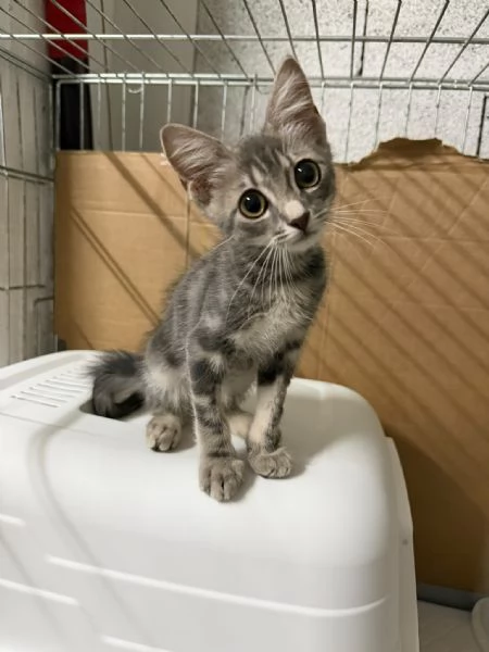PRINCIPE - gattino di 2 mesi
