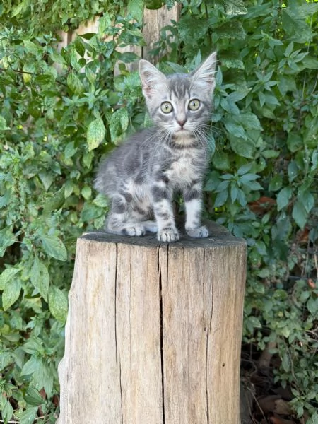PRINCIPE - gattino di 2 mesi | Foto 3