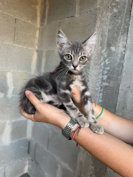 PRINCIPE - gattino di 2 mesi | Foto 2