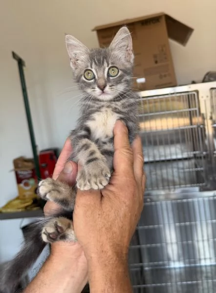 PRINCIPE - gattino di 2 mesi | Foto 1