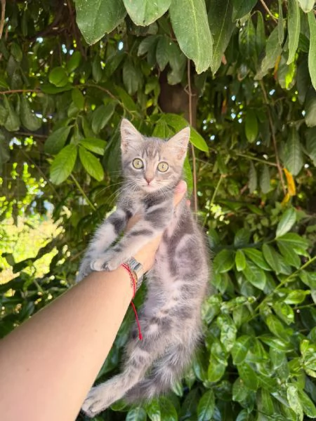 PRINCIPE - gattino di 2 mesi | Foto 0