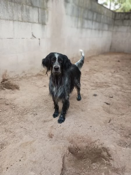 IULIUS - setter di 5 anni