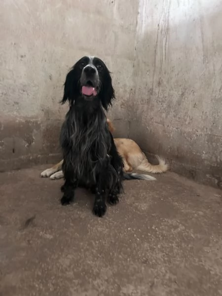 IULIUS - setter di 5 anni | Foto 3