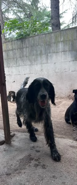 IULIUS - setter di 5 anni | Foto 2