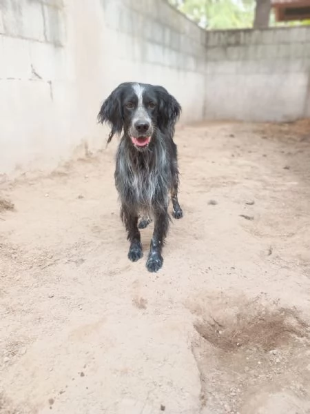 IULIUS - setter di 5 anni | Foto 1