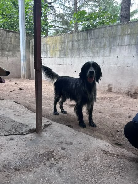 IULIUS - setter di 5 anni | Foto 0