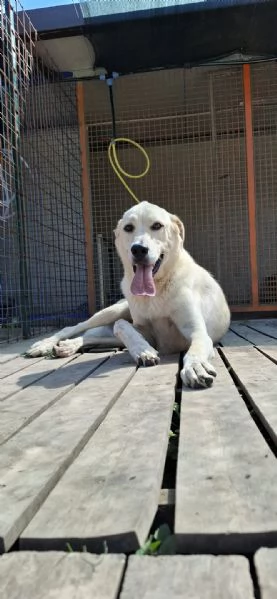 CREMINO - simil labrador di 1 anno e mezzo