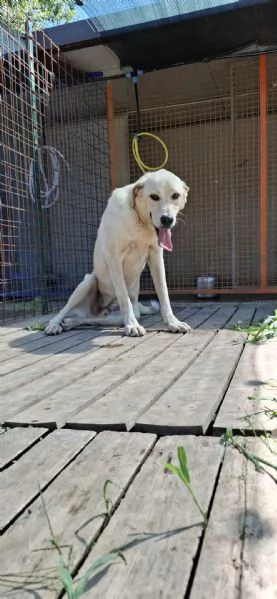 CREMINO - simil labrador di 1 anno e mezzo | Foto 3