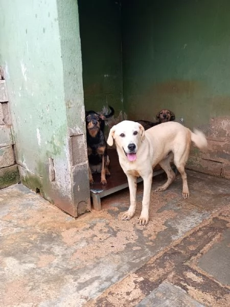 CREMINO - simil labrador di 1 anno e mezzo | Foto 2